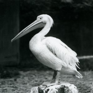 En pelikan som står på en stubbe på London Zoo i september 1925 av Frederick William Bond