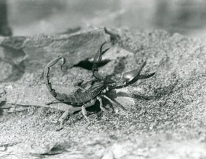 En skorpion på London Zoo 1929 (s/v foto) av Frederick William Bond