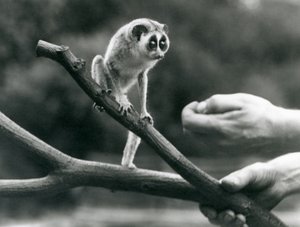 En smal loris som står på en gren som hålls av en djurhållare, London Zoo, augusti 1926 av Frederick William Bond