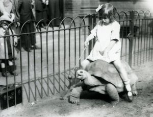 En liten flicka, Betty, håller fram en pinne med ett äpple på änden för att leda jättesköldpaddan hon rider, London Zoo, 1924 av Frederick William Bond