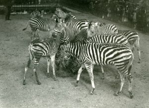 A small herd of Chapmans Zebra, including young, London Zoo in 1923  av Frederick William Bond