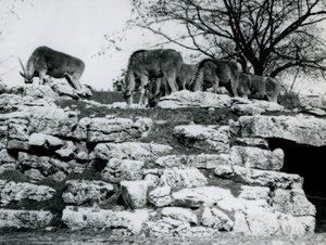 En liten flock eland som betar bland klipporna i ElandAntelope Paddock vid London Zoo i juni 1925 av Frederick William Bond