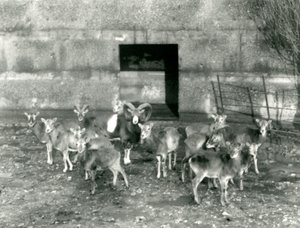 En liten flock Mouflon på London Zoo i november 1926 av Frederick William Bond