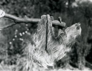 En sengångare med två tår som hänger från en avskuren gren, som hålls av en djurhållare, London Zoo, september 1925 av Frederick William Bond