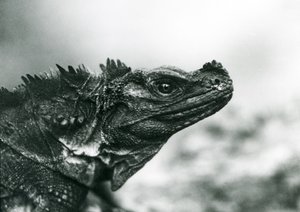 En sårbar Sailfin Lizard på London Zoo 1928 (s/v foto) av Frederick William Bond