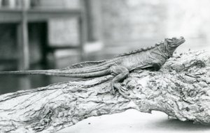 En sårbar Sailfin Lizard vilar på en stock på London Zoo 1928 (s/v foto) av Frederick William Bond