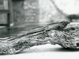 En sårbar Sailfin Lizard vilar på en stock på London Zoo 1928 (s/v foto) av Frederick William Bond