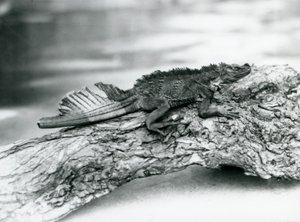 En sårbar Sailfin Lizard, med en skadad svans, vilande på en stock på London Zoo 1929 (s/v foto) av Frederick William Bond