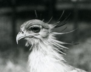 En sårbar Secretary Bird eller Secretarybird, på London Zoo 1928 (s/v foto) av Frederick William Bond