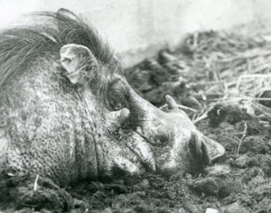 Ett vårtsvin vilar i lera på London Zoo, 1927 av Frederick William Bond