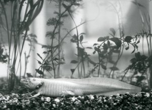 En vit Axolotl / mexikansk salamander vilande på grus på golvet i en tank på London Zoo 1928 (s/v foto)
