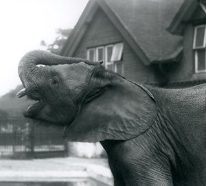 En ung afrikansk elefant med snabeln upphöjd på pannan, London Zoo, augusti 1925