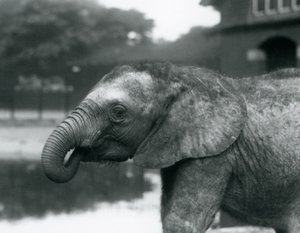 En ung afrikansk elefant med snabeländen i munnen, London Zoo, augusti 1925 av Frederick William Bond