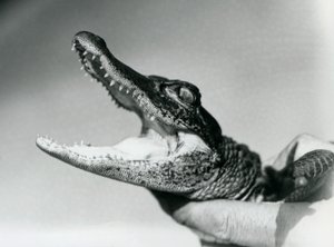 En ung alligator som hölls runt halsen av sin djurhållare, London Zoo, augusti 1928 (s/v foto) av Frederick William Bond