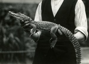 En ung amerikansk alligator som hölls av sin djurhållare, London Zoo, 1924 av Frederick William Bond