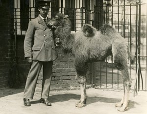 En ung Bactrian Camel, som föddes i menageriet, med sin djurhållare, London Zoo av Frederick William Bond