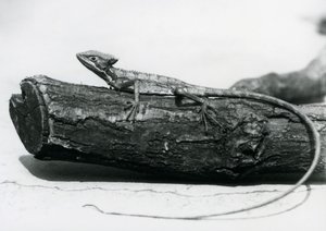 En ung Basilisk Lizard vilar på en stock på London Zoo i augusti 1928 (s/v foto) av Frederick William Bond