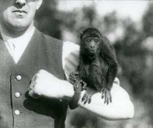 En ung svart bråkapa sitter på en mans arm med sin svans lindad runt handleden, London Zoo, 1923 (svart foto). av Frederick William Bond
