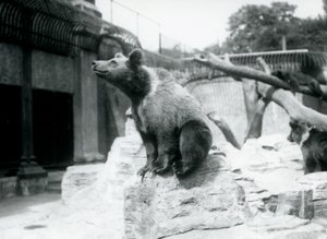 En ung brunbjörn som sitter på en sten i förgrunden med en annan som går bakom, och en tredje sover på en gren, London Zoo, augusti 1913 av Frederick William Bond