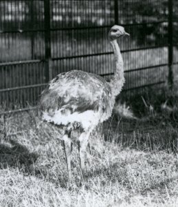 En ung Darwins/Lesser Rhea som står på gräs, bredvid staketet till dess inhägnad, London Zoo av Frederick William Bond