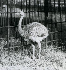 En ung Darwins/Lesser Rhea som står på gräs, bredvid staketet till dess inhägnad, London Zoo av Frederick William Bond
