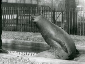 En ung elefantsäl som sträcker sig baklänges, London Zoo av Frederick William Bond