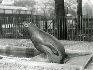 En ung elefantsäl som sträcker sig baklänges, London Zoo av Frederick William Bond