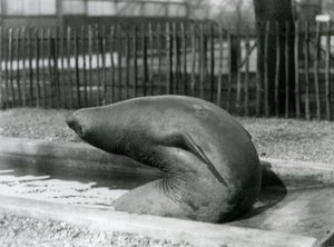 En ung elefantsäl som sträcker sig baklänges, London Zoo av Frederick William Bond