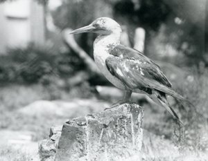 En ung sula som står på en stubbe på London Zoo 1929 (s/v foto) av Frederick William Bond