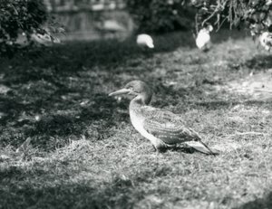 En ung sula som står på gräs på London Zoo i september 1927 av Frederick William Bond