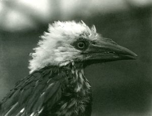 En ung näshornsfågel på London Zoo, 1924 av Frederick William Bond