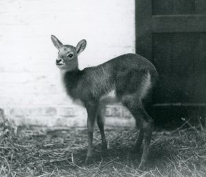 En ung Lechwe som står på hö, London Zoo, januari 1926 av Frederick William Bond