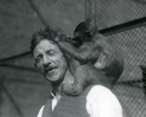 En ung apa som sköter Flewins hår, London Zoo 1928 (s/v foto) av Frederick William Bond