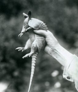 En ung niobandad bältdjurNiobandad långnosig bältdjur som hölls upp i en målvaktshand, London Zoo, augusti 1926 av Frederick William Bond