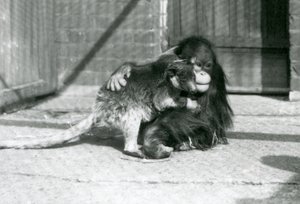 En ung orangutang kramar en trädkänguru på London Zoo 1927 (s/v foto) av Frederick William Bond
