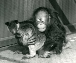 En ung orangutang kramar en trädkänguru på London Zoo 1927