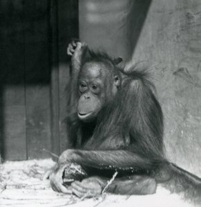 En ung orangutang sitter i sitt inhägnad på London Zoo, oktober 1925 av Frederick William Bond