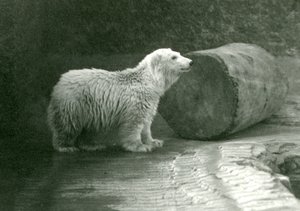 En ung isbjörn på London Zoo i november 1924 av Frederick William Bond