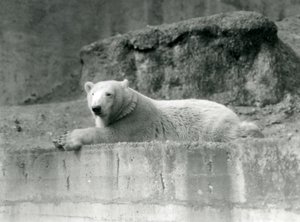En ung isbjörn vilar på en stenig avsats i sitt inhägnad vid London Zoo 1927 av Frederick William Bond