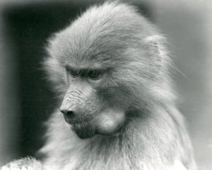 En ung helig babian med kindpåsen full, London Zoo, 1925 av Frederick William Bond