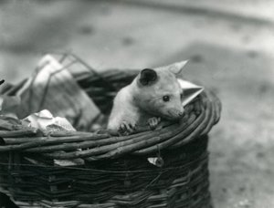 En ung albino Opossum tittar ut ur en korg på London Zoo, oktober 1920 av Frederick William Bond
