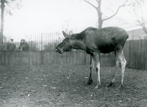 En ung tjur Älg/älg, med sår från nyligen fällda horn, som står i sin hage på London Zoo (s/v foto) av Frederick William Bond