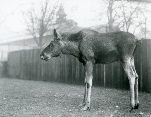 En ung tjur Älg/älg, med sår från nyligen fällda horn, som står i sin hage på London Zoo (s/v foto) av Frederick William Bond