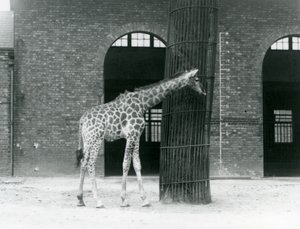 En ung kvinnlig giraff som står framför ett träd, i hagen utanför Giraffe House, London Zoo av Frederick William Bond