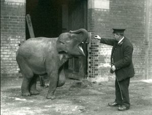En ung indisk elefanthona tillsammans med djurskötare H. Robertson, London Zoo, 22 februari 1922. av Frederick William Bond