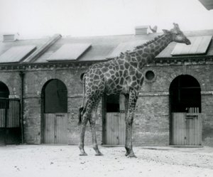 En ung manlig giraff som står i sin hage framför Giraffe House, London Zoo av Frederick William Bond