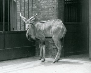 En ung man från Greater Kudu som står i sitt inhägnad på London Zoo 1929 (s/v foto) av Frederick William Bond