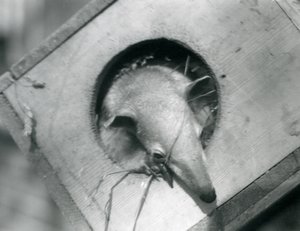 En ung tamandua tittar ut ur sin holk, London Zoo, april 1925 av Frederick William Bond
