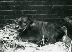 En buffelkalv från AfricanCape, född i menageriet den 8 februari 1927, liggande i halm, London Zoo, februari 1927 av Frederick William Bond