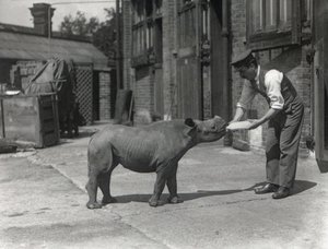 En afrikansk noshörning, Kathlene och målvakten Harry Warryck på ZSL London Zoo, september 1928 av Frederick William Bond